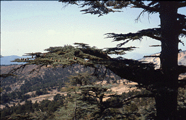 Cedrus libani