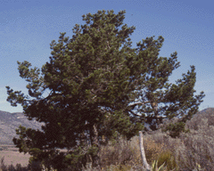 Pinus cembroides