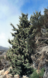 Juniperus cedrus
