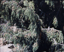 Juniperus cedrus