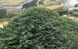 Juniperus communis alpina