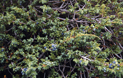 Juniperus communis alpina