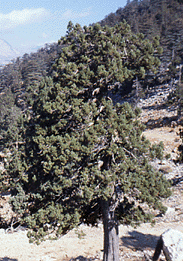 Juniperus excelsa