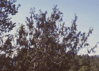 Juniperus flaccida