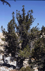 Juniperus foetidissima