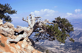 Juniperus foetidissima