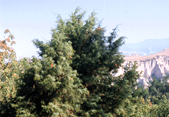 Juniperus oxycedrus