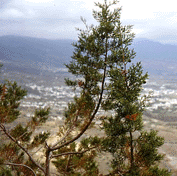Juniperus phoenicea