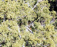 Juniperus saltillensis