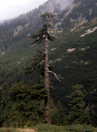 Pinus peuce