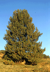 Pinus peuce