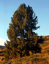 Pinus peuce