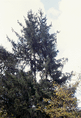 Picea martinezii