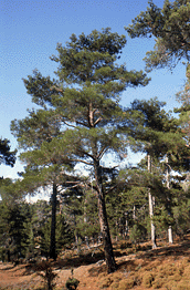 Pinus brutia
