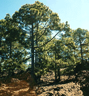 Pinus canariensis
