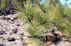 Pinus canariensis