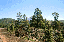 Pinus canariensis