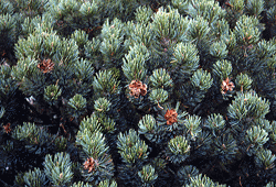 Pinus culminicola