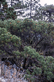 Pinus culminicola