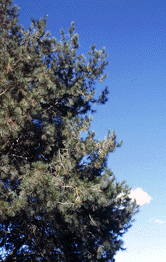 Pinus maximartinezii