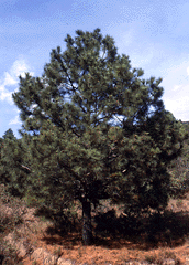 Pinus montezumae