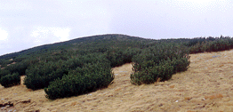 Pinus mugo mugo