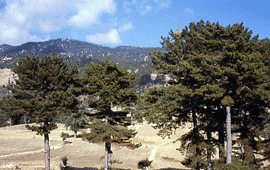 Pinus nigra caramanica