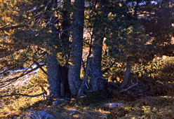 Pinus peuce