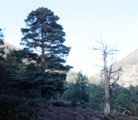 Pinus sylvestris