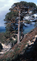 Pinus sylvestris