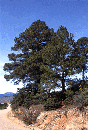 Pinus teocote