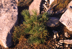 Pinus peuce