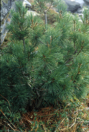 Pinus peuce