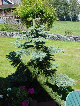 Abies procera