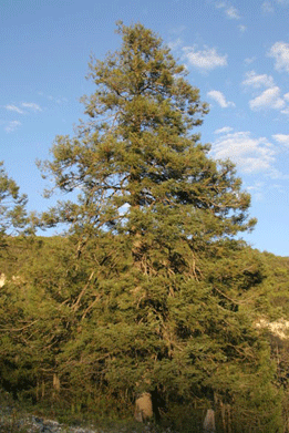 Abies coahuilensis
