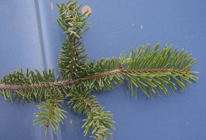 Abies coahuilensis