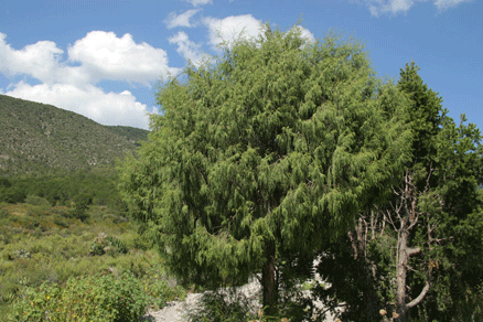 Juniperus flaccida