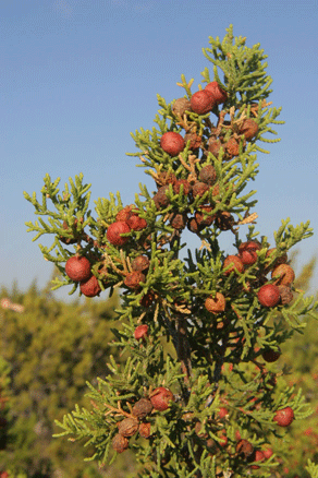 Juniperus pinchotii