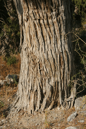 Juniperus saltillensis