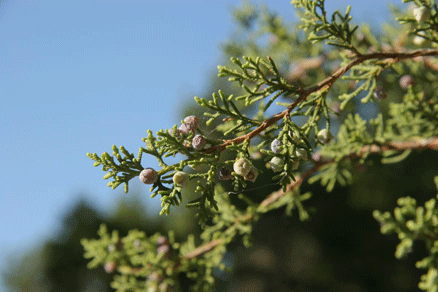 Juniperus saltillensis