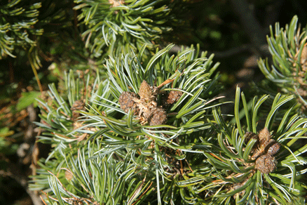 Pinus culminicola