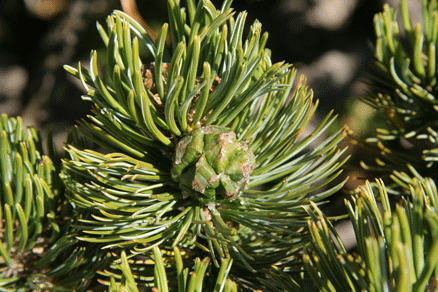 Pinus culminicola