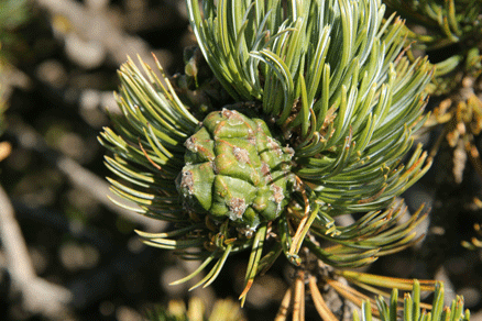 Pinus culminicola