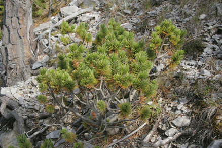 Pinus culminicola
