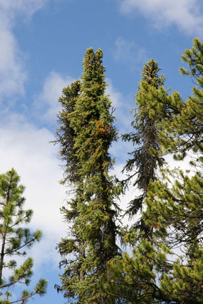 Picea mariana