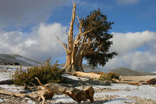 Pinus longaeva