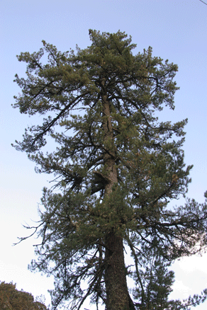 Sierra Madre Oriental