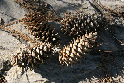 Sierra Madre Oriental