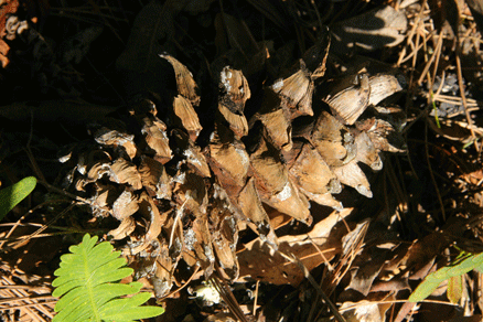 Sierra Madre Oriental