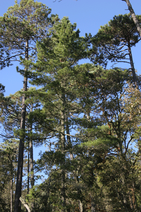 Sierra Madre Oriental